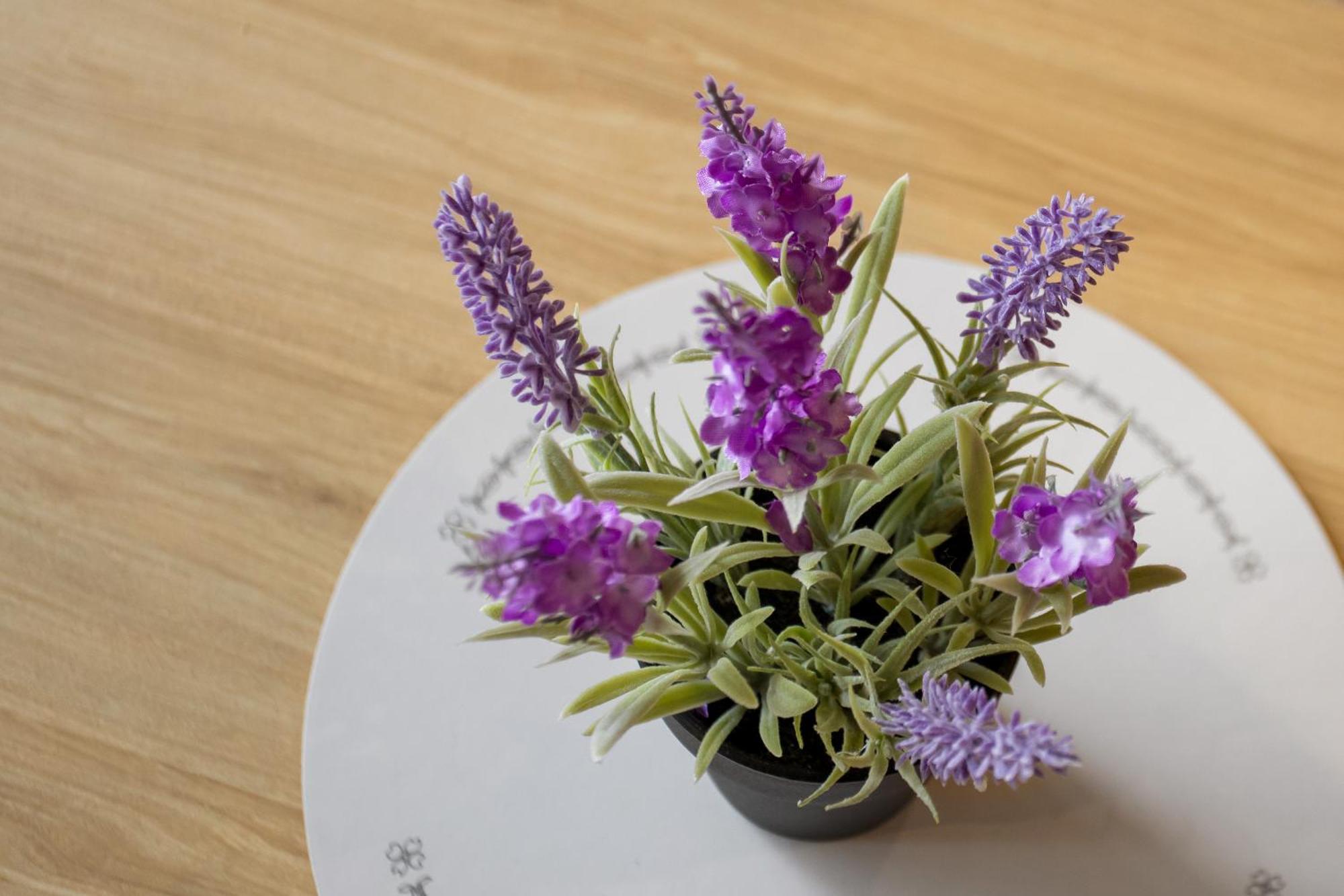 Spring Special Cbd Free Parking Lejlighed Christchurch Eksteriør billede